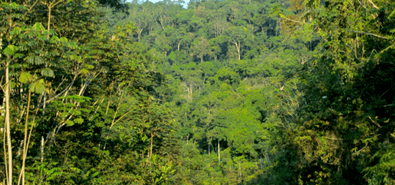 Une Bourse : un levier pour un avenir durable dans le Bassin du Congo