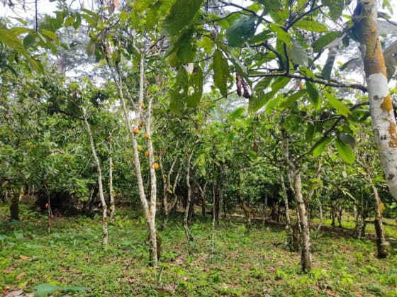 Cocoa based agroforestry plot